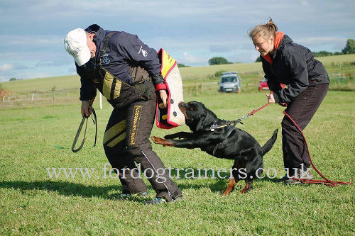 dog training scratch pants